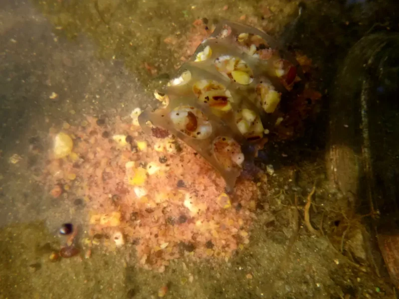 Futterkorb unter Wasser mit Futter