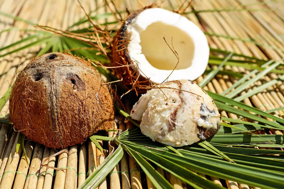 Copra Melasse in der Herstellung mit Kokosnüssen