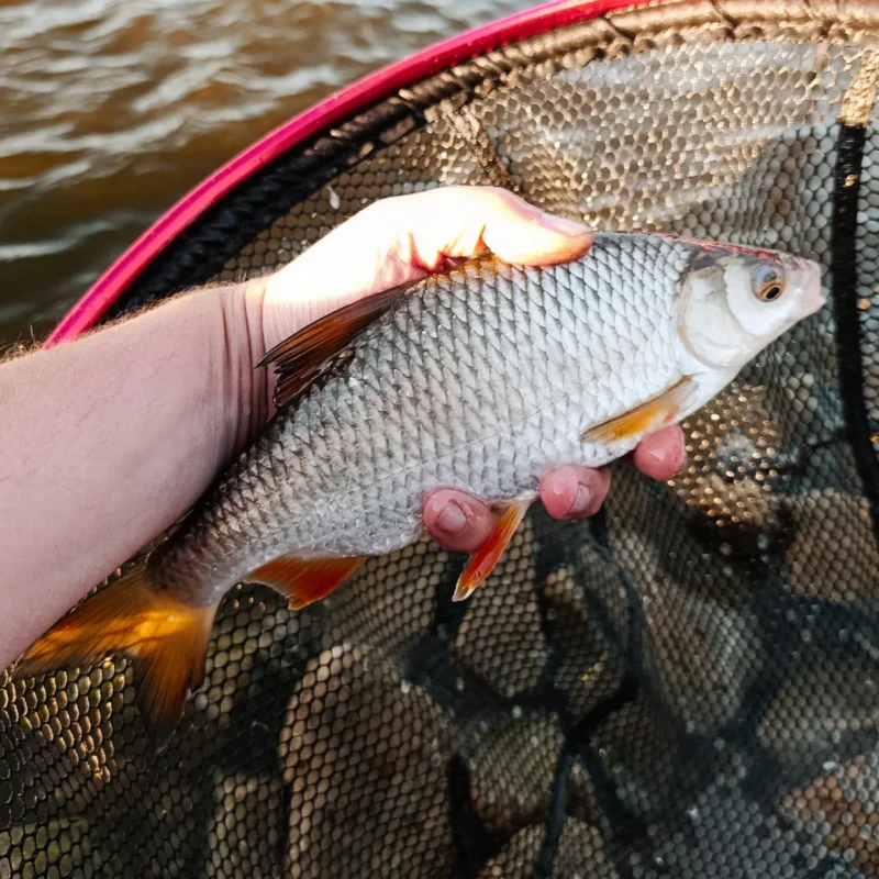 großes Rotauge gefangen beim Feedern mit Maggi Couscous