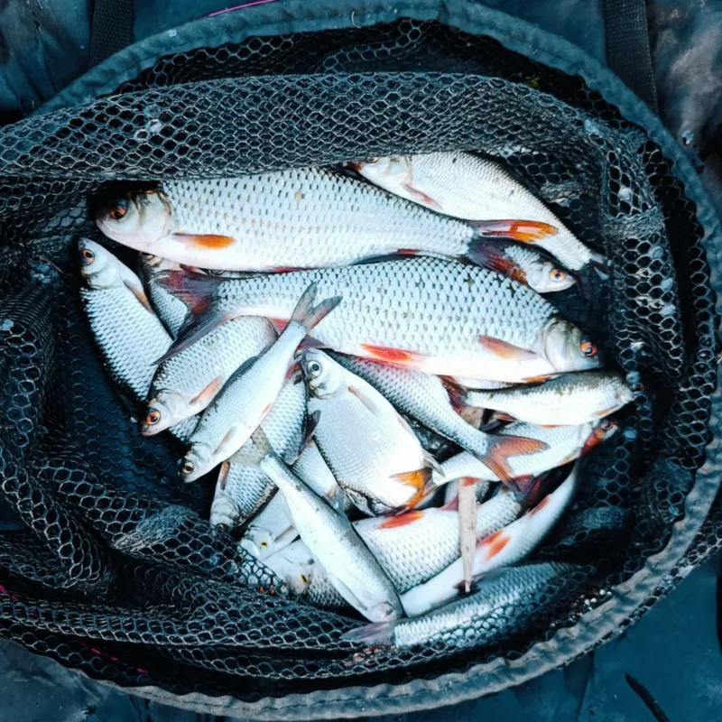 gefangene Rotaugen mit Maggi Couscous