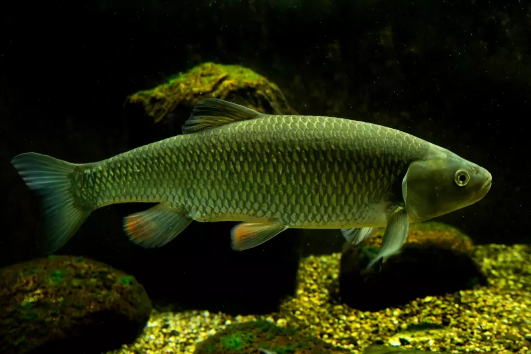 Döbel (Squalius cephalus)