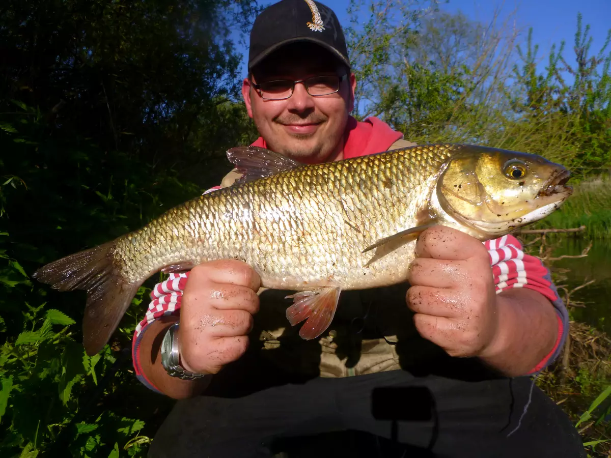 Angler mit Döbel gefangen auf rote und gelbe Partikel am kleinen Fluss