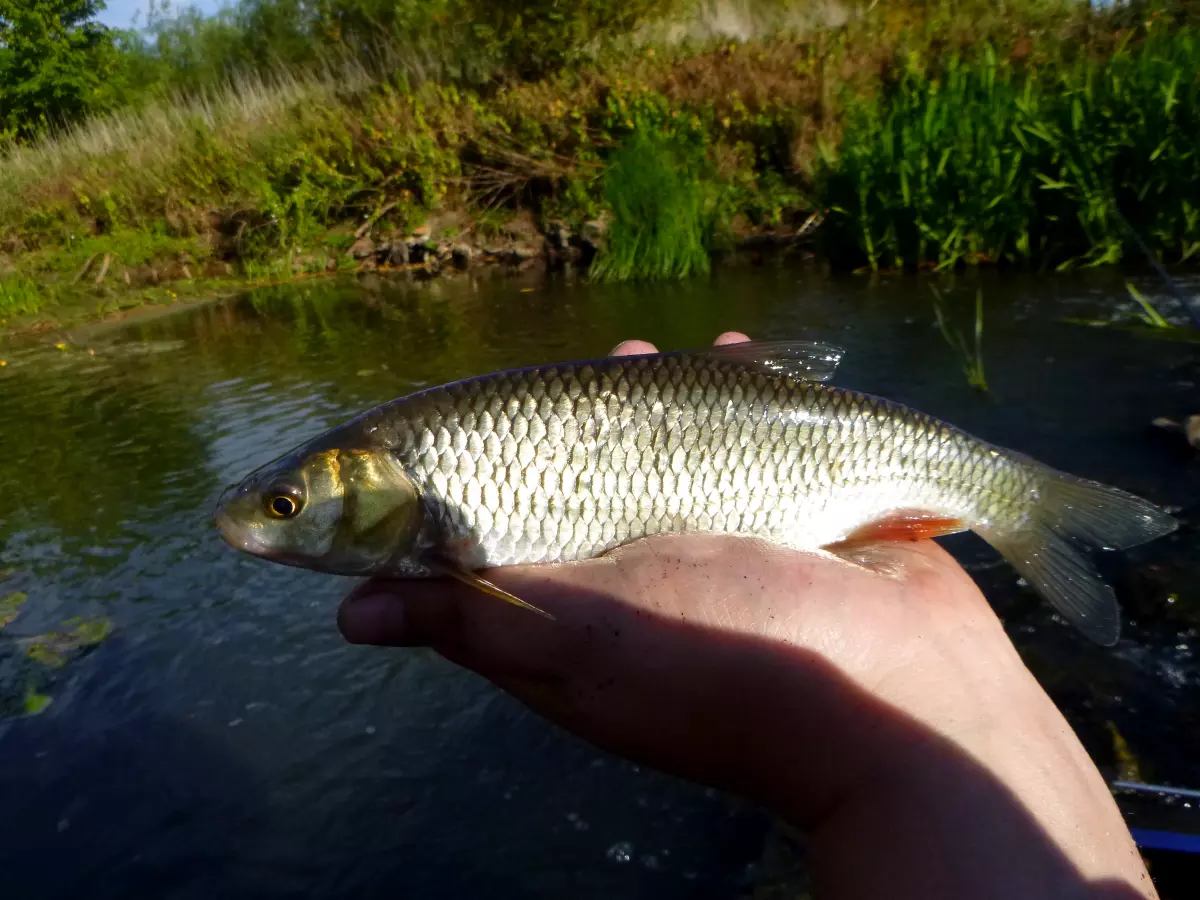 gestippter Döbel am kleinen Fluss