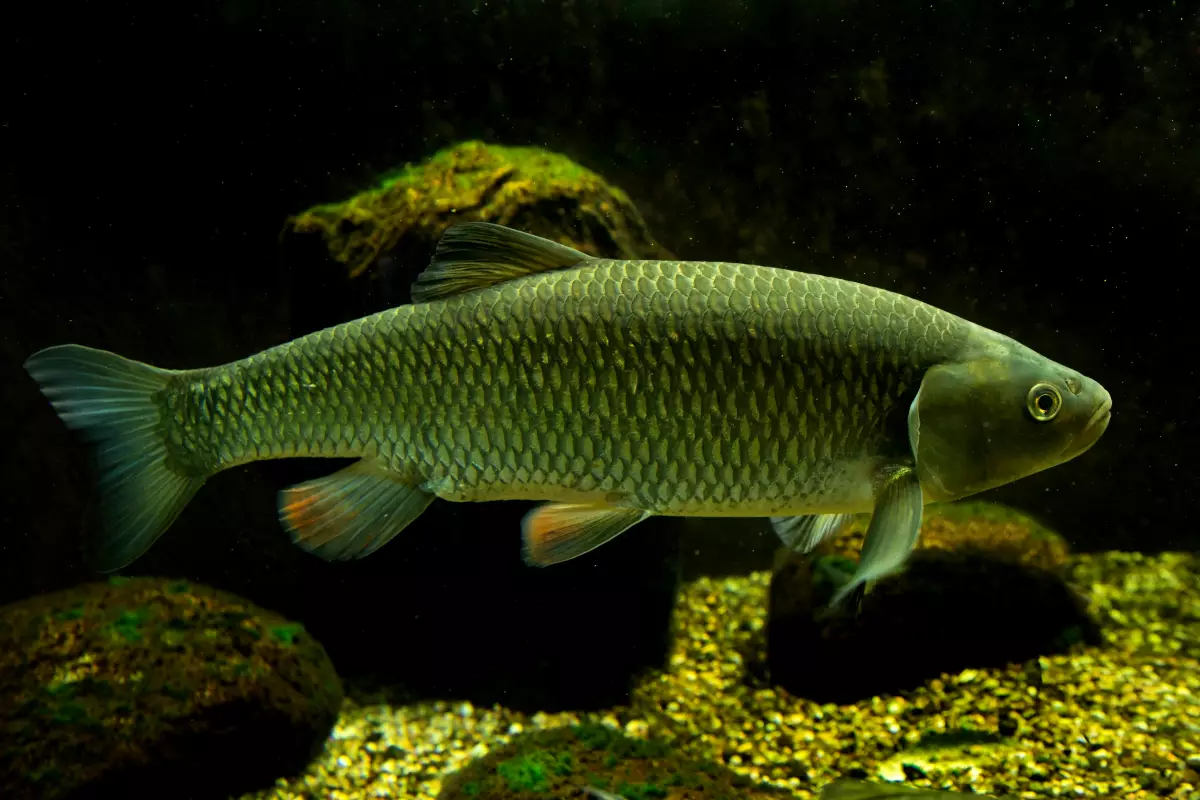 Döbel (Squalius cephalus)