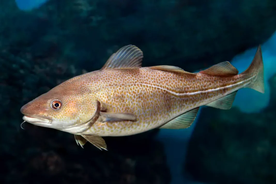 Dorsch (Gadus morhua)