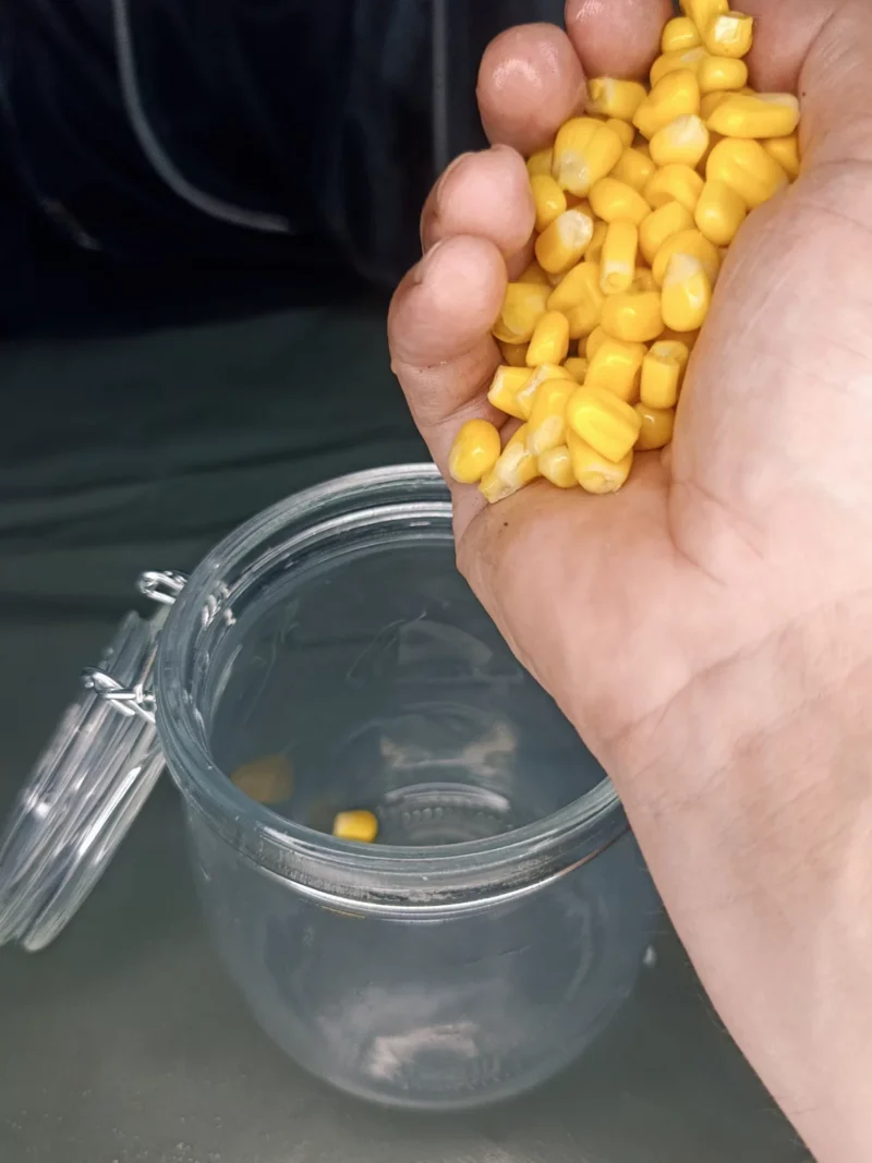 Dosenmais wird in ein Glas umgefüllt