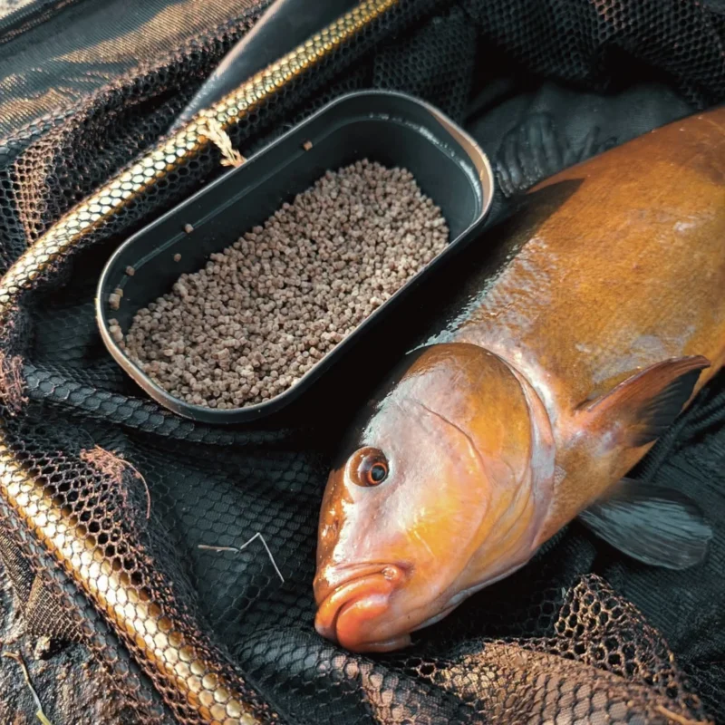 gefangene Schleie beim Dynamite Baits Big Fish Methdod Feeder Pellet Test