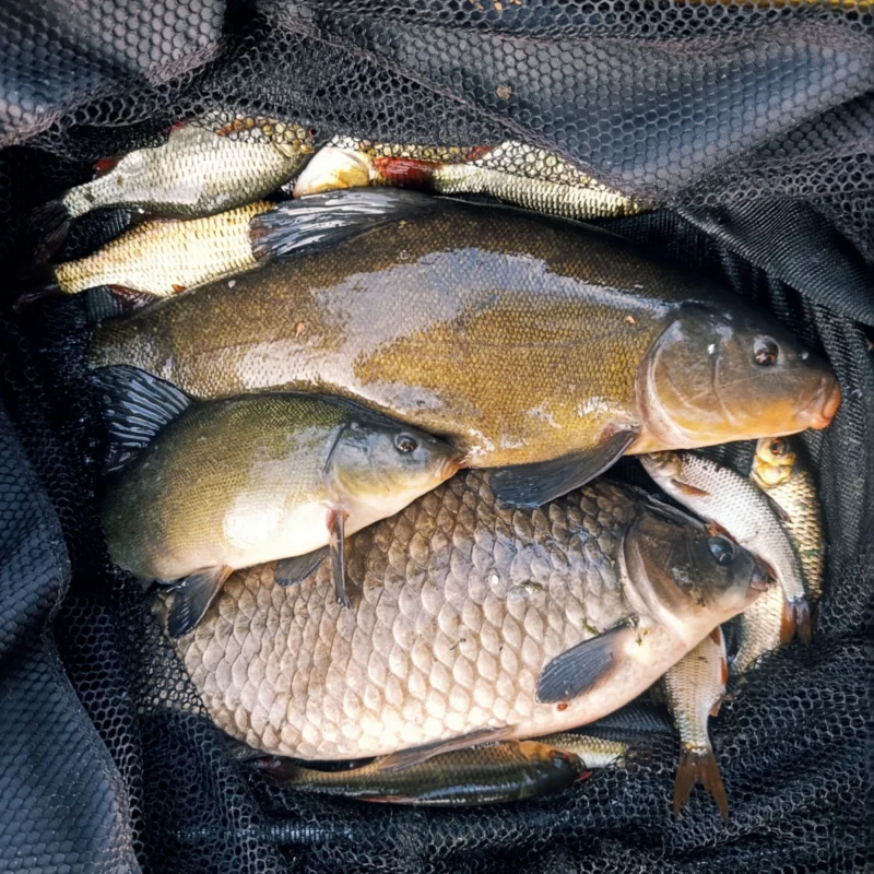 Ausbeute beim Dynamite Big Fish Method Feeder Test
