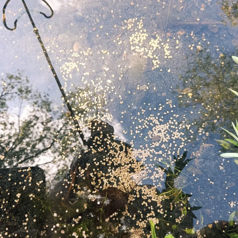Dynamite Baits Big Fish Methd Feeder Pellets im Test am Teichgrund