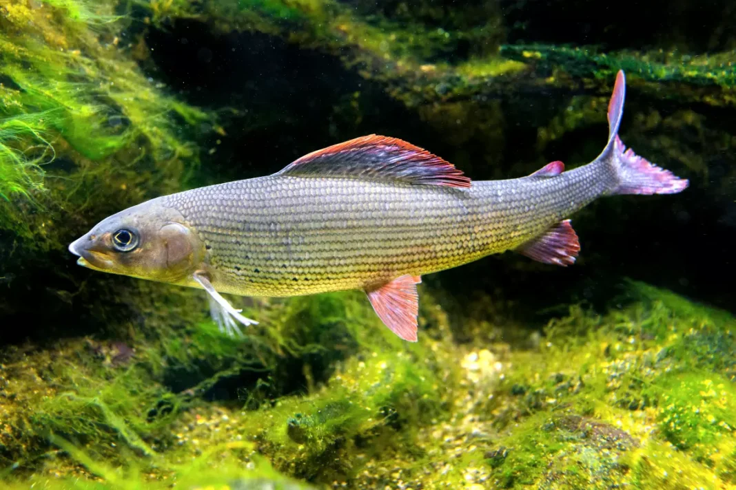 Europäische Äsche (Thymallus thymallus)