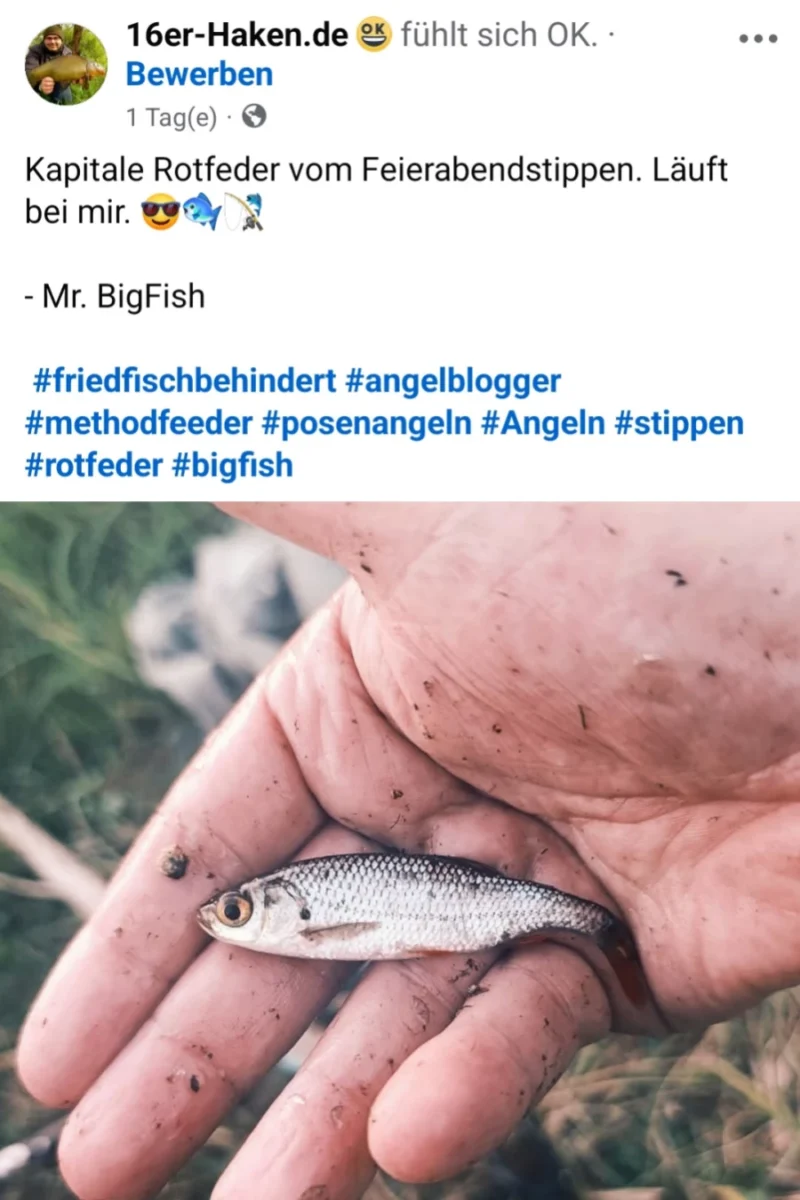 50$ Rotfeder Facebookbeitrag