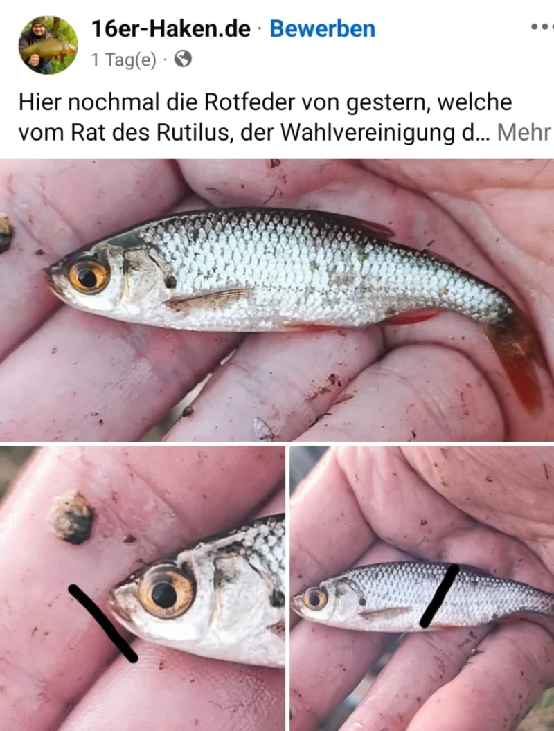 50$ Rotfeder Bestimmung im Vergleich zum Rotauge
