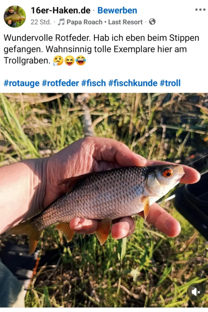 Rotauge Trollpost