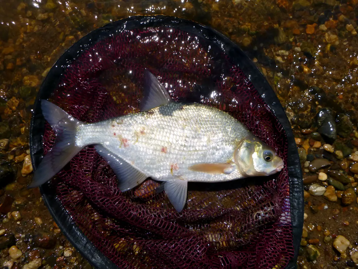 gefangener Brassen beim Feederangeln am Fluss mit Paniermehl