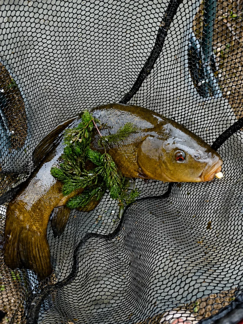 Finni die Schleie beim Doppelfang im Kescher