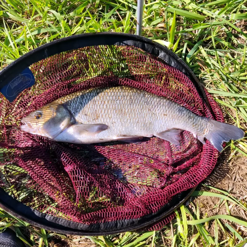 Doppelfang eines Fisches, der auf dem Kescher liegt