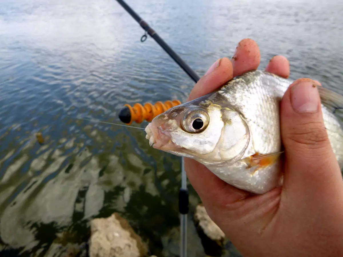 Fisch mit Maden im Mal beim Futterkorbangeln im Mai