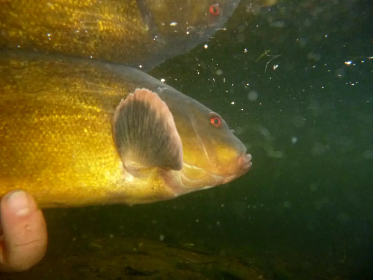 Fisch auf einer Unterwasseraufnahme