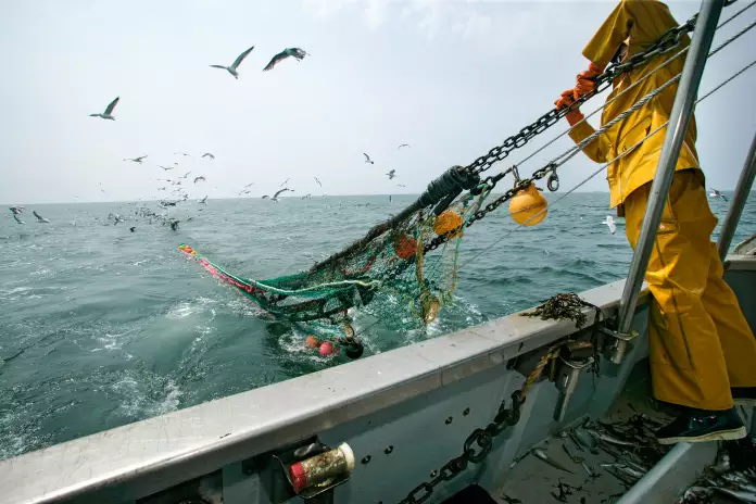 Fischer landet ein Stellnetz beim Dorschfang an