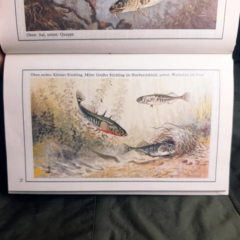 Fischkunde für Angler von Wolfgang Zeiske mit Bild vom Stichling