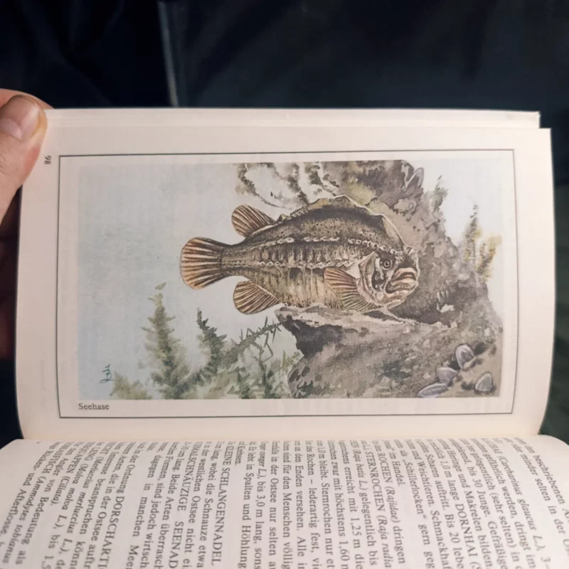Fischkunde für Angler von Wolfgang Zeiske mit Bild vom Seehase