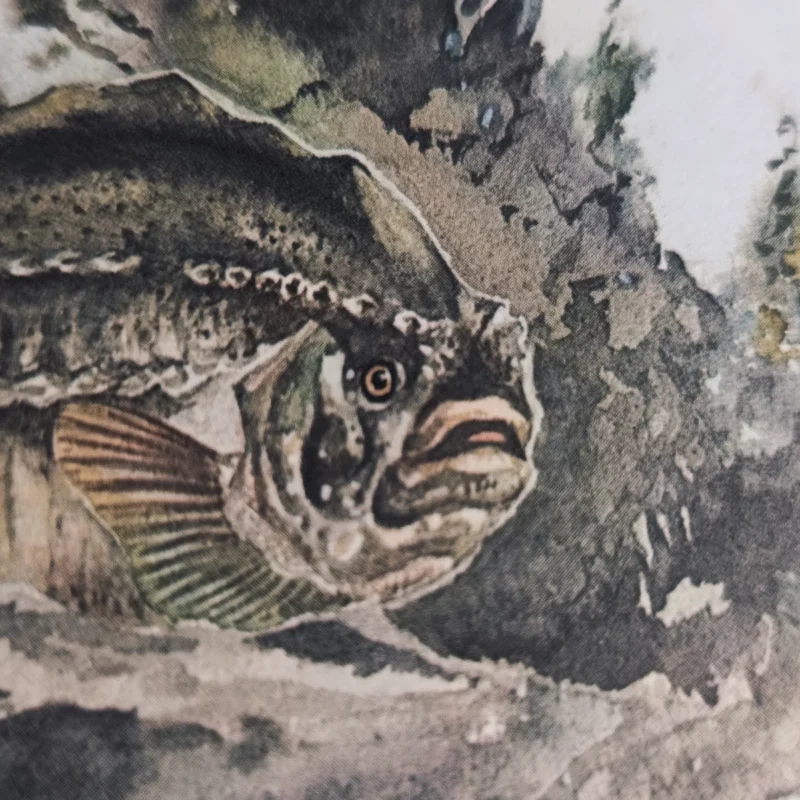 Fischkunde für Angler von Wolfgang Zeiske mit Illustration von einem Fisch