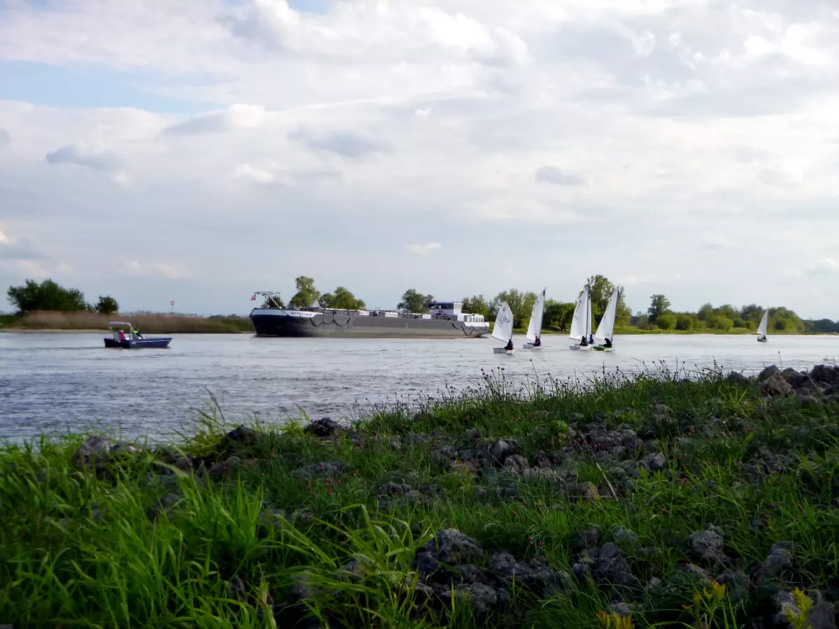 Güstern kommen an Flüssen wie der Elbe vor