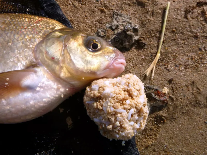 Reis fängt seine Fische als Köder oder im Futterzutat