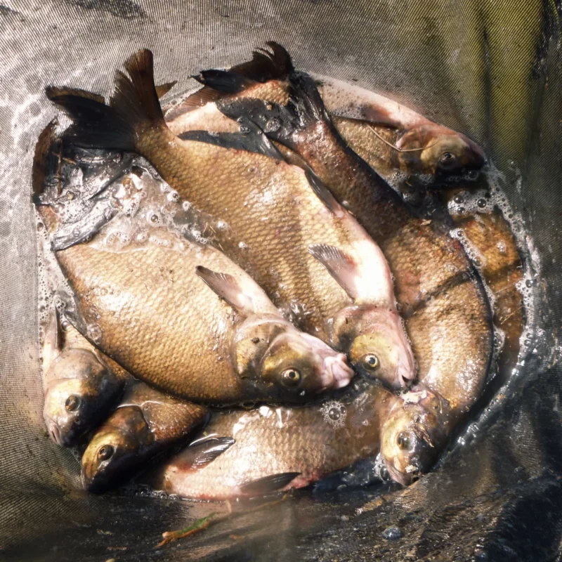 Brassen im Setzkescher vom Matchangeln 