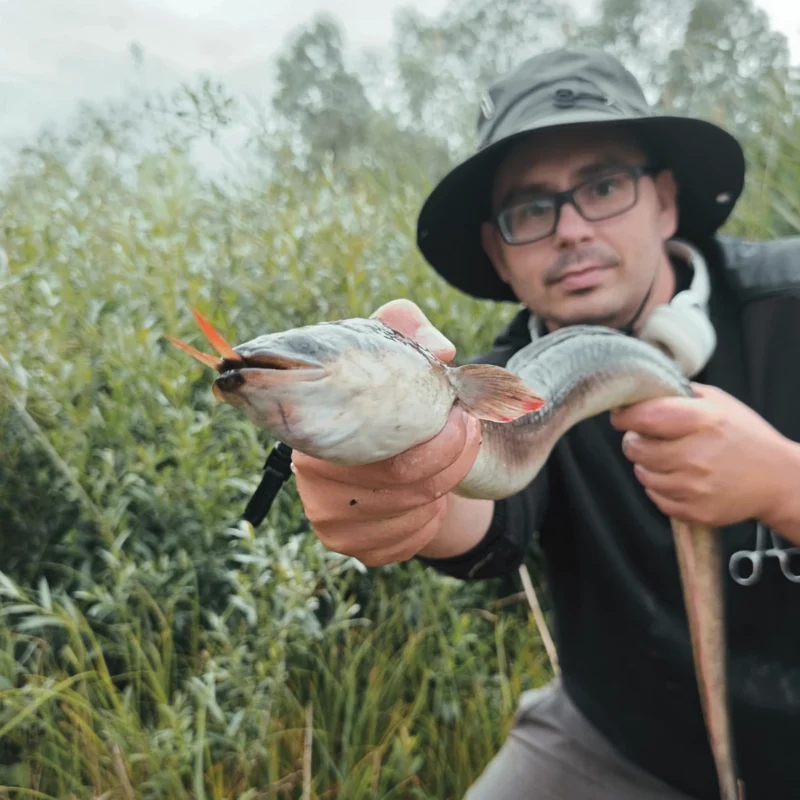 Christoph mit Breitkopfaal beim Raubfischangeln mit totem Köderfisch