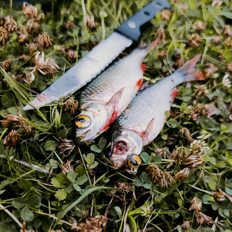 versorgte Rotfedern als Köderfische