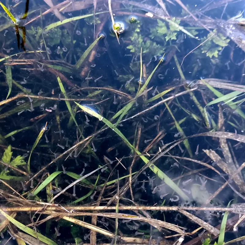 Zooplankton im kleinen Fluss als natürliche Nahrung für Friedfische