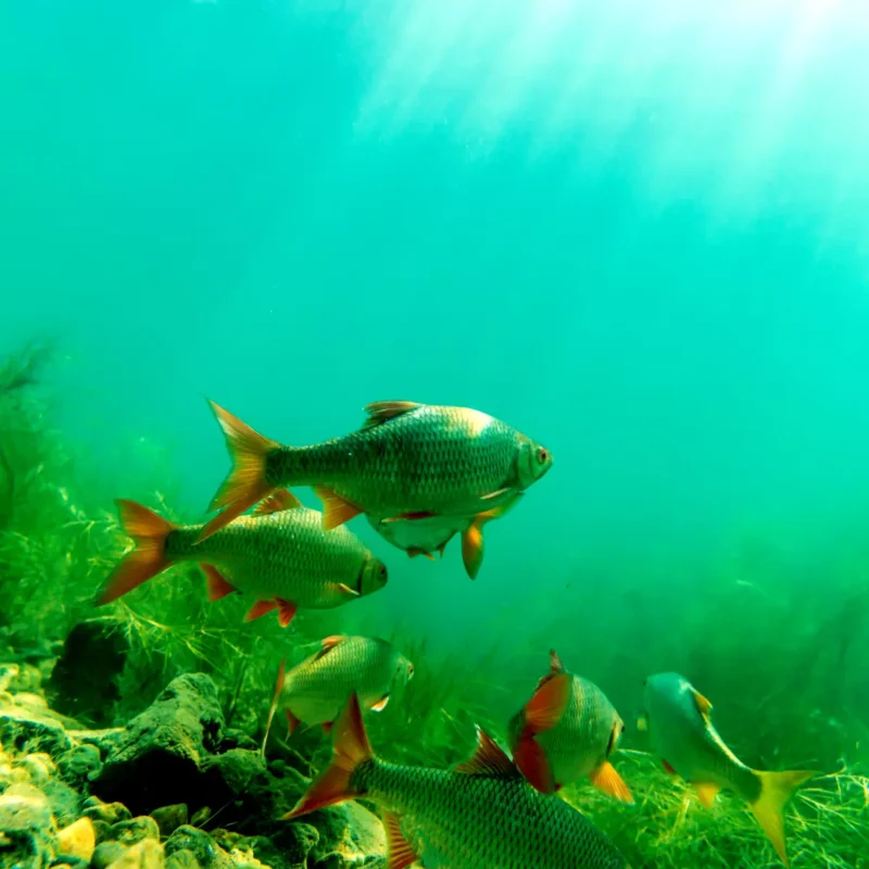 Friedfische im Schwarm
