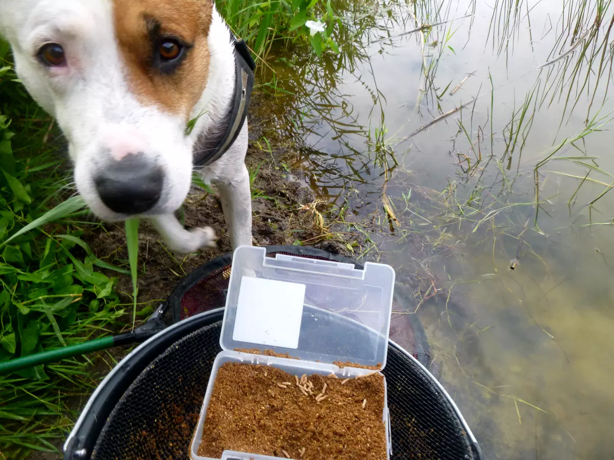 Hund kippt Futter samt Futtereimer um