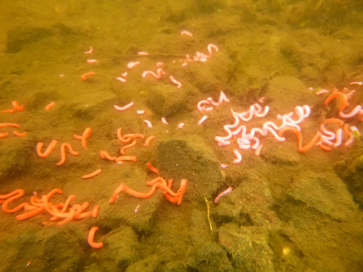 Unterwasserbild von gefärbten Nudeln am Futterplatz