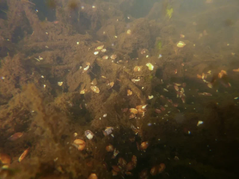 geschrotete Leinsamen imitieren Bachflohkrebse am Gewässergrund eines Sees