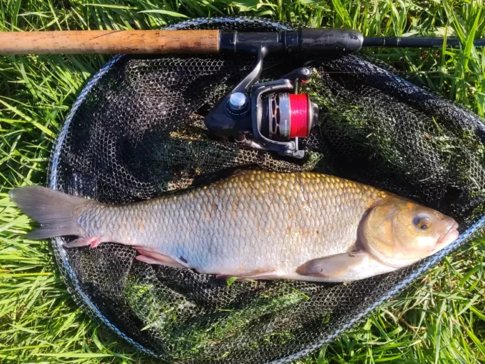 Gleichen Fisch zweimal gefangen