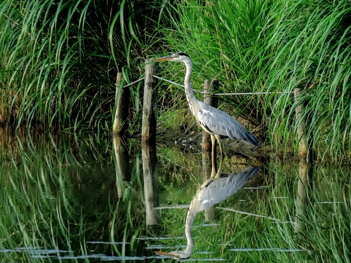 Graureiher auf der Jagd an einem Teich