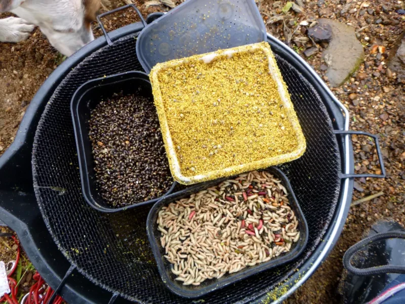 Friedfischfutter mit Hanf und Maden auf einem Eimer