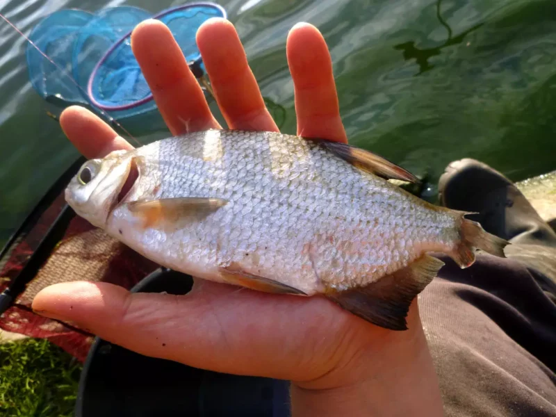 Güster ohne Schwanzflosse in der Hand eines Anglers