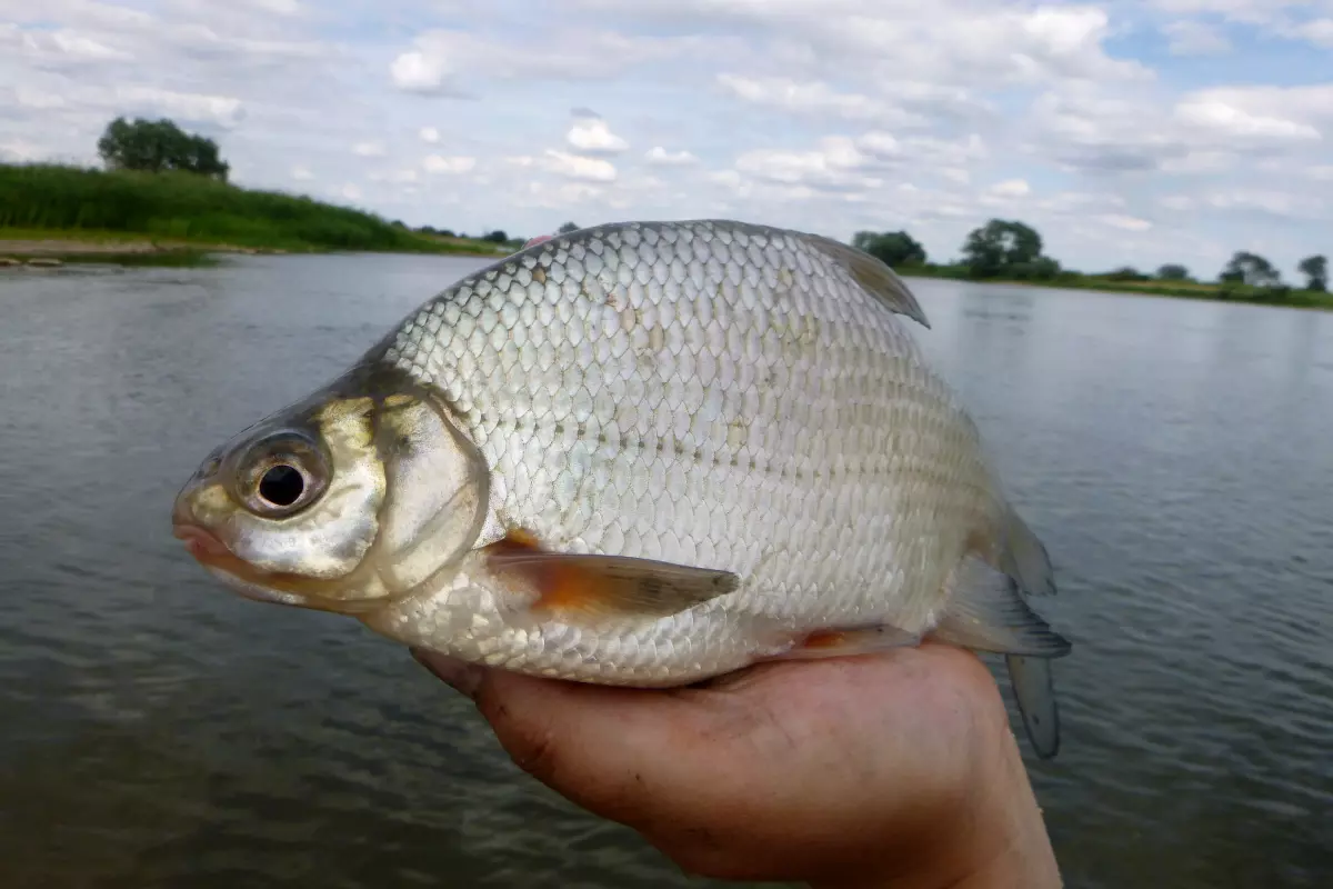 Güster (Blicca bjoerkna)