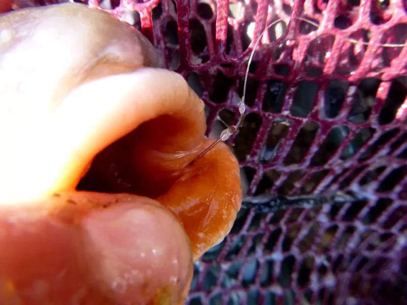 Haken vorne im Fischmaul durch vorsichtigen Biss