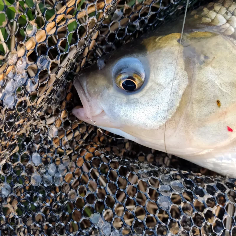 Haken knapp im Fischmaul
