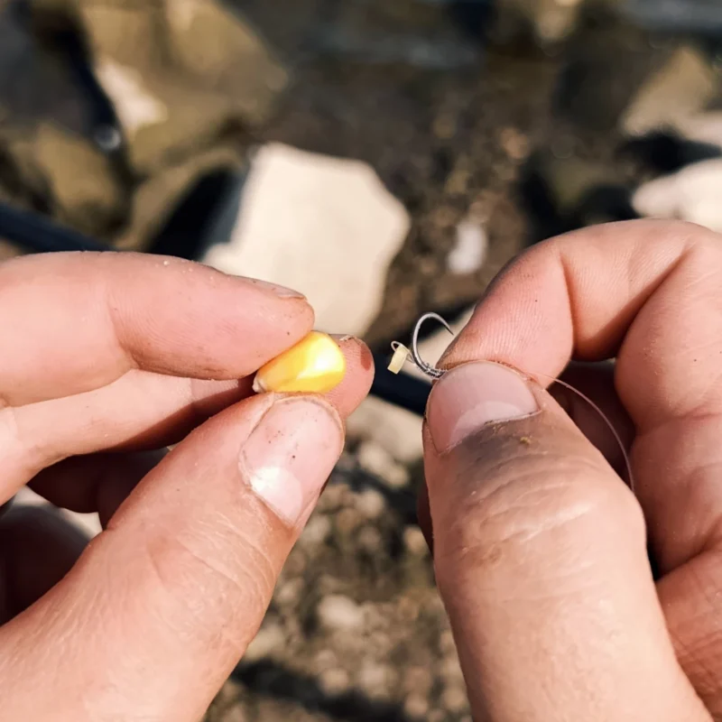 Hartmais anködern an der Bait Band Haarmontage