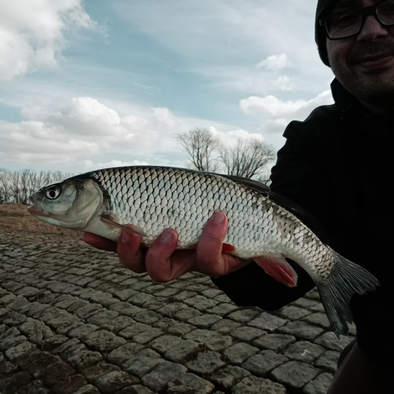gefangener Aland beim Method Feedern im März an der Elbe mit Hartmaisköpfe