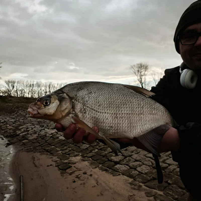 Märzbrasse vom Method Feedern an der Elbe