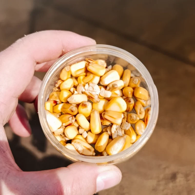 Hartmaiskörner in einer Köderdose