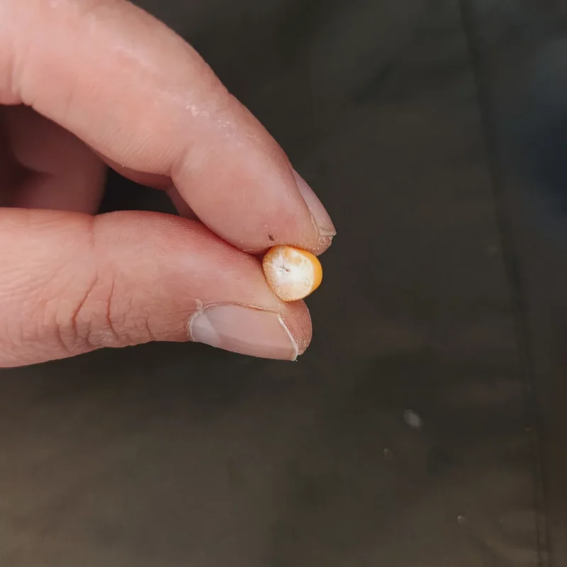 fermentierter Hartmaiskern