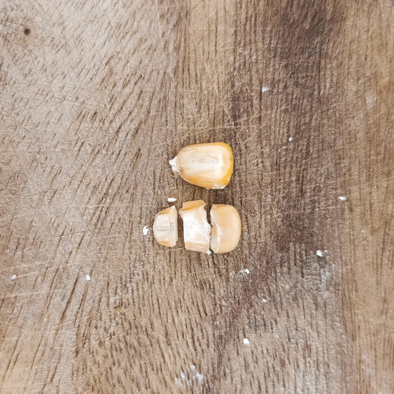 Hartmais und Hartmaiskopf