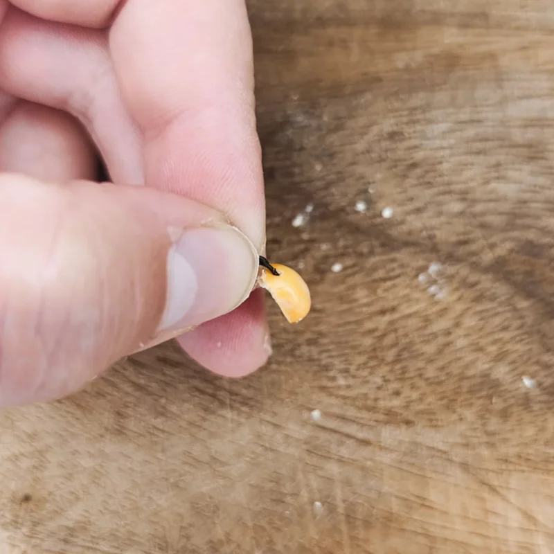 Hartmaiskopf am Method Feeder Spieß